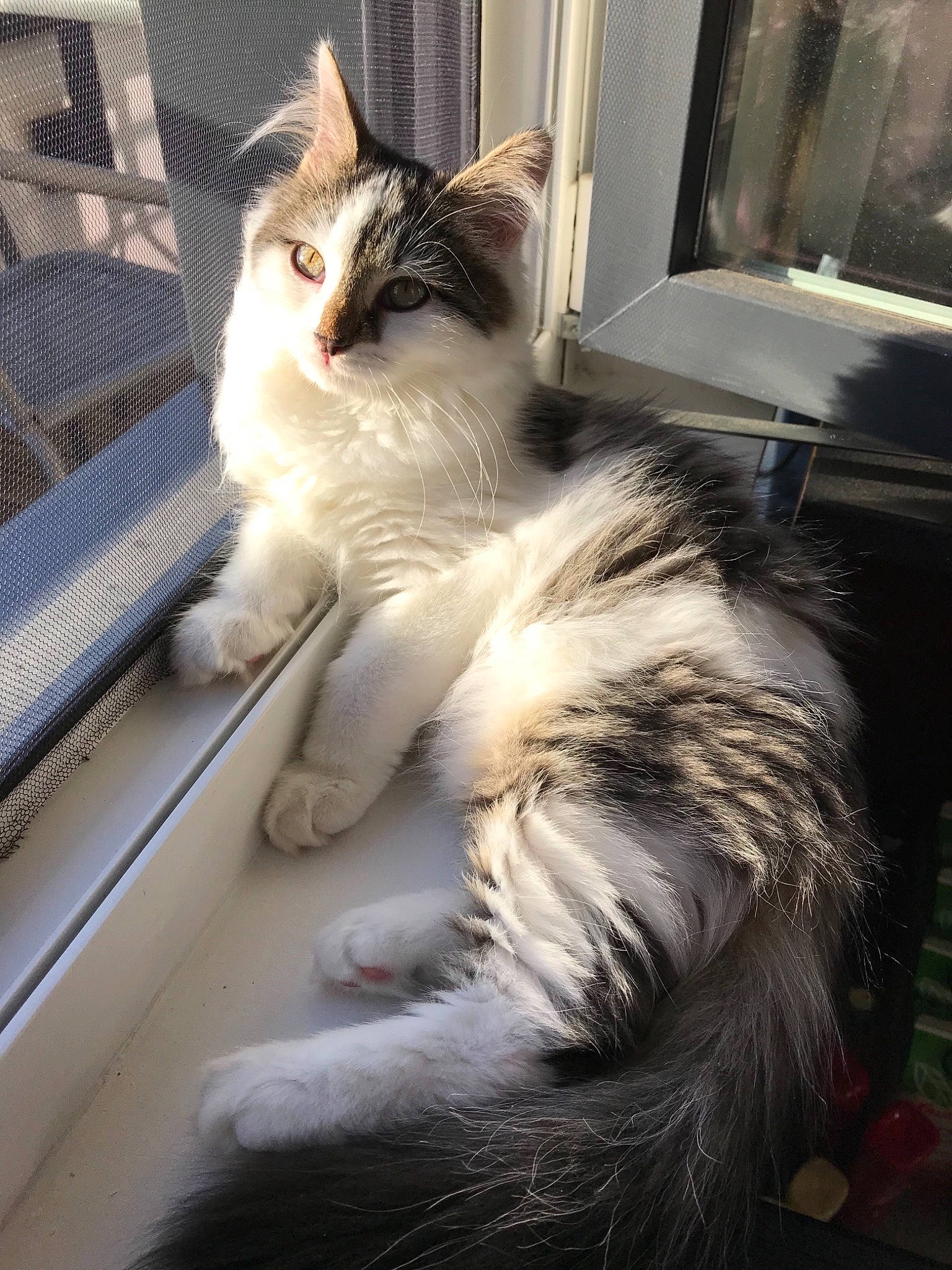 Parzival participe au concours pour gagner de l'argent avec cette photo : aegean_cat, british_semi_longhair, carnivore, cat, domestic_long_haired_cat, felidae, fur, kitten, maine_coon, mammal, norwegian_forest_cat, ragamuffin, siberian, small_to_medium_sized_cats, whiskers