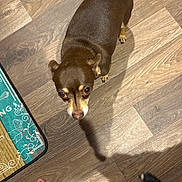 Rusty is registered to the contest to win money with this photo: dog, small_dog, brown_dog, tan_markings, pet, animal, standing, looking_up, large_eyes, short_hair, indoors, wood_floor, flooring, overhead_view, shadow, doormat, human_foot, red_toenails, furry_tail, home