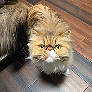 Dolly Sue joined the competition — help win amazing prizes! cat, persian_cat, fluffy, long_hair, golden_eyes, yellow_eyes, whiskers, feline, pet, animal, portrait, close_up, indoor, wooden_floor, brown, cream, fur, staring, grumpy, photography