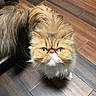 cat, persian_cat, fluffy, long_hair, golden_eyes, yellow_eyes, whiskers, feline, pet, animal, portrait, close_up, indoor, wooden_floor, brown, cream, fur, staring, grumpy, photography