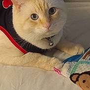 Papi is registered to the contest to win money with this photo: cat, cream_colored_cat, pet, bed, blanket, monkey_pattern, vest, collar, bell, indoor, feline, cute, resting, animal, domestic, curious, close_up, soft_light, comfortable, cozy