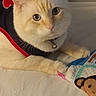 cat, cream_colored_cat, pet, bed, blanket, monkey_pattern, vest, collar, bell, indoor, feline, cute, resting, animal, domestic, curious, close_up, soft_light, comfortable, cozy