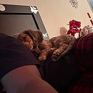 Evangeline joined the competition — help win amazing prizes! dog, pet, resting, indoor, person, arm, mirror, butterfly_sticker, flower_vase, red_flowers, wall_decor, plaid_pants, cozy, home, relaxation, furniture, casual, sleeping, warm_lighting, comfort