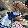 dog, puppy, dress, clothing, car_interior, car_seat, toy, blanket, pink, blue, white, small_dog, pet, cute, animal, looking_sideways, leather_seat, seatbelt, cozy, indoor