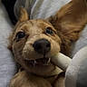 puppy, dog, bone, chewing, ears, cute, pet, animal, playful, lying_down, soft_texture, close_up, indoor, brown_fur, teeth, toy, adorable, young_dog, snout, paws