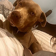 Lucky joined the competition — help win amazing prizes! animal, bed, blanket, brown_dog, close_up, collar, companion, cozy, curious, cute, dog, domestic_animal, furniture, head, indoor, looking_at_camera, paw, pet, resting, sleeping_area