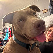 Lucky is registered to the contest to win money with this photo: bedroom, canine, casual, clothes, clothing, collar, dog, face, furniture, hanger, happy, indoor, living_space, person, pet, portrait, relaxed, smiling, tongue_out, woman