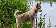 Ashka participe au concours pour gagner de l'argent avec cette photo : puppy, dog, water, lake, rock, grass, reeds, reflection, leash, nature, outdoor, cloudy_sky, bird, young_dog, animal, curious, standing, calm, greenery, scenic