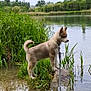 puppy, dog, water, lake, rock, grass, reeds, reflection, leash, nature, outdoor, cloudy_sky, bird, young_dog, animal, curious, standing, calm, greenery, scenic