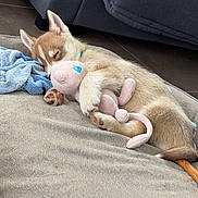 Ashka a rejoint le concours — aidez-le/la à gagner de superbes lots ! puppy, dog, sleeping, plush_toy, cuddle, couch, blanket, indoor, pet, cute, cozy, resting, fur, animal, bed, snuggle, soft, relaxation, young_dog, home