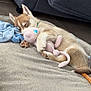 puppy, dog, sleeping, plush_toy, cuddle, couch, blanket, indoor, pet, cute, cozy, resting, fur, animal, bed, snuggle, soft, relaxation, young_dog, home