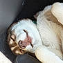 Ashka participe au concours pour gagner de l'argent avec cette photo : dog, sleeping, puppy, fur, nose, paw, slipper, car_interior, black, white, relaxed, cozy, cute, pet, closeup, content, resting, animal, indoors, smiling