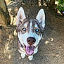 Ashka participe au concours pour gagner de l'argent avec cette photo : dog, husky, puppy, blue_eyes, smiling, outdoor, nature, dirt, tree, canine, pet, animal, happy, fur, mammal, looking_up, tongue_out, ears_up, collar, closeup