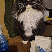 Meowmeow is registered to the contest to win money with this photo: cat, black_and_white, fluffy, yellow_eyes, kitchen, counter, sink, blue_spray_bottle, indoor, pet, animal, whiskers, fur, domestic_cat, looking_at_camera, household, feline, curious, close_up, portrait