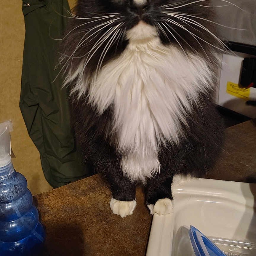 Meowmeow
