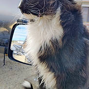 Meowmeow is registered to the contest to win money with this photo: animal, black_and_white, car, car_door, cat, close_up, curious, domestic_cat, feline, fluffy, fur, outdoor, pet, profile, reflection, side_mirror, sitting, sunny, whiskers, yellow_eyes