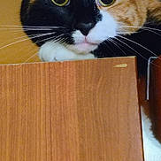 Sweet Lady is registered to the contest to win money with this photo: animal, calico, cat, closeup, curious, cute, domestic_cat, ears, eyes, face, feline, indoor, mammal, paw, peeking, pet, portrait, tabby, whiskers, wooden_surface