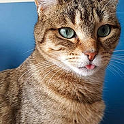 Chanelle participe au concours pour gagner de l'argent avec cette photo : aegean_cat, american_wirehair, asian, australian_mist, carnivore, cat, chausie, domestic_short_haired_cat, dragon_li, egyptian_mau, european_shorthair, felidae, mammal, ocicat, pixie_bob, small_to_medium_sized_cats, snout, tabby_cat, vertebrate, whiskers