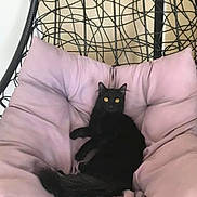 Ruby participe au concours pour gagner de l'argent avec cette photo : black_cat, cat, pet, animal, yellow_eyes, cushion, chair, indoor, relaxing, feline, fur, cozy, seat, home, comfort, looking, curious, tail, resting, wireframe_chair