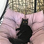 black_cat, cat, pet, animal, yellow_eyes, cushion, chair, indoor, relaxing, feline, fur, cozy, seat, home, comfort, looking, curious, tail, resting, wireframe_chair