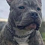 dog, pitbull, brindle, chain_collar, outdoor, pet, animal, canine, closeup, portrait, standing, muscular, fur, ears, snout, alert, background_blur, daylight, mammal, companion