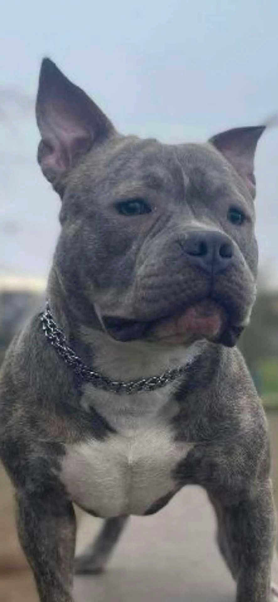 Saïko