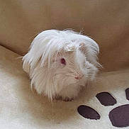 Praline participe au concours pour gagner de l'argent avec cette photo : fawn, fur, guinea_pig, rodent