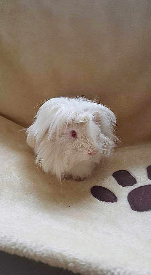 Praline