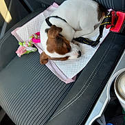 Pola a rejoint le concours — aidez-le/la à gagner de superbes lots ! canidae, car_seat, carnivore, companion_dog, dog, dog_breed, fawn, rat_terrier, seat_belt, toy_fox_terrier