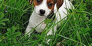 Pola a rejoint le concours — aidez-le/la à gagner de superbes lots ! beagle, braque_saint_germain, canidae, carnivore, companion_dog, dog, dog_breed, finnish_hound, grass, harrier, jack_russell_terrier, kromfohrlander, mammal, plant, posavac_hound, rare_breed_dog, russell_terrier, serbian_tricolour_hound, sporting_group, vertebrate