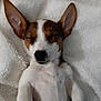 Pola participe au concours pour gagner de l'argent avec cette photo : basenji, canidae, carnivore, chilean_fox_terrier, companion_dog, corgi_chihuahua, dog, dog_breed, feist, irishjacks, mammal, miniature_fox_terrier, rat_terrier, ratonero_bodeguero_andaluz, snout, teddy_roosevelt_terrier, tenterfield_terrier, toy_fox_terrier, vertebrate