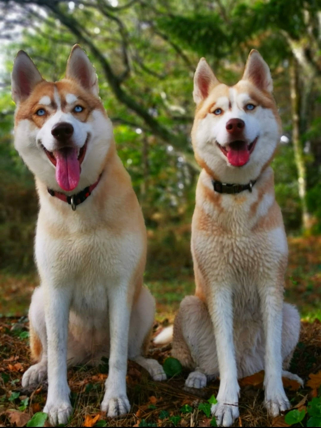 Briska participe au concours pour gagner de l'argent avec cette photo : ancient_dog_breeds, canidae, carnivore, collar, companion_dog, dog, dog_breed, dog_supply, fashion_accessory, fawn, grass, leash, plant, snout, sporting_group, tail, terrestrial_animal, wildlife, working_animal, working_dog