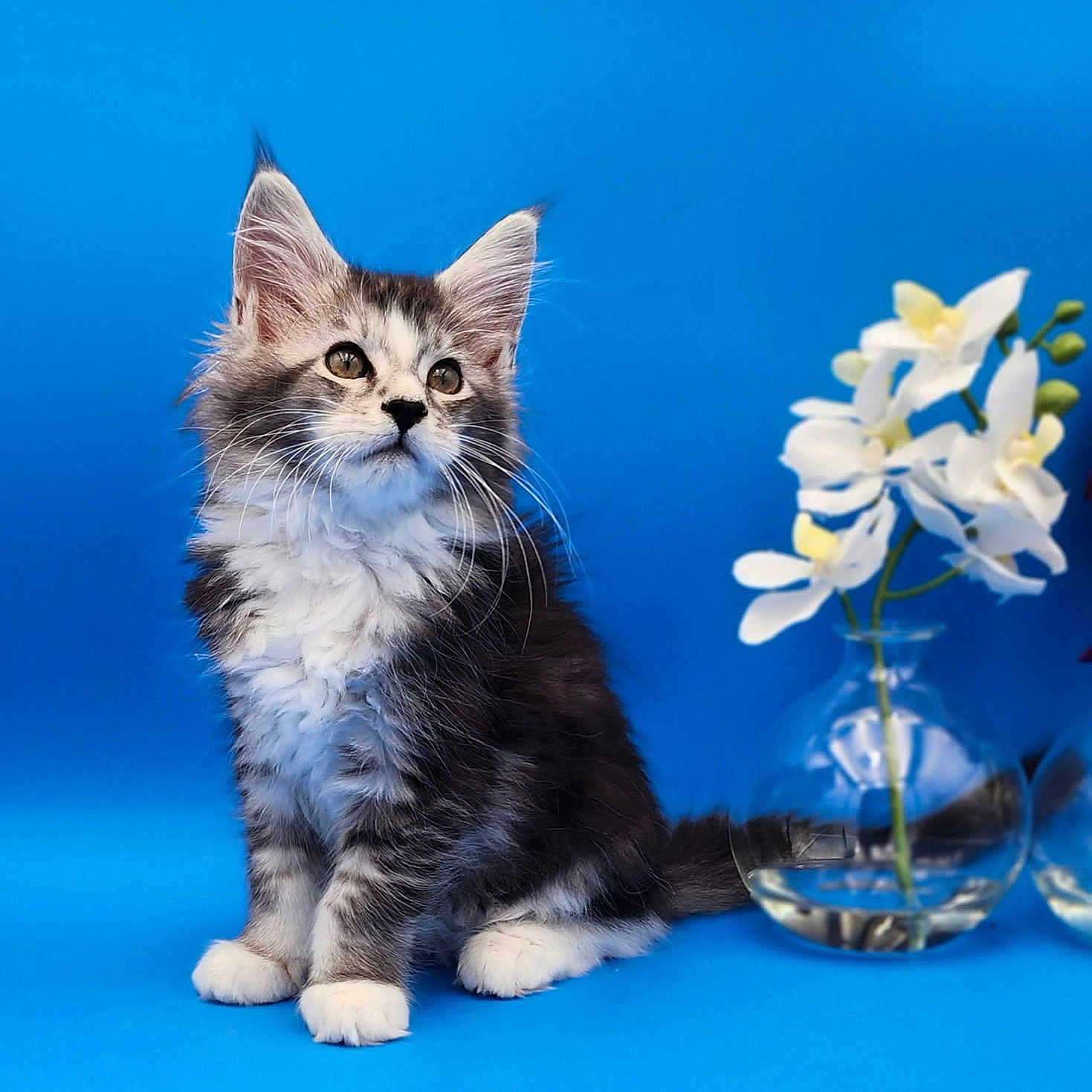 Rizzo joined the competition — help win amazing prizes! animal, black_and_white, blue_background, cat, curious, cute, feline, flower, fluffy, fur, glass_vase, indoor, kitten, pet, portrait, sitting, still_life, whiskers, white_flower, young_cat