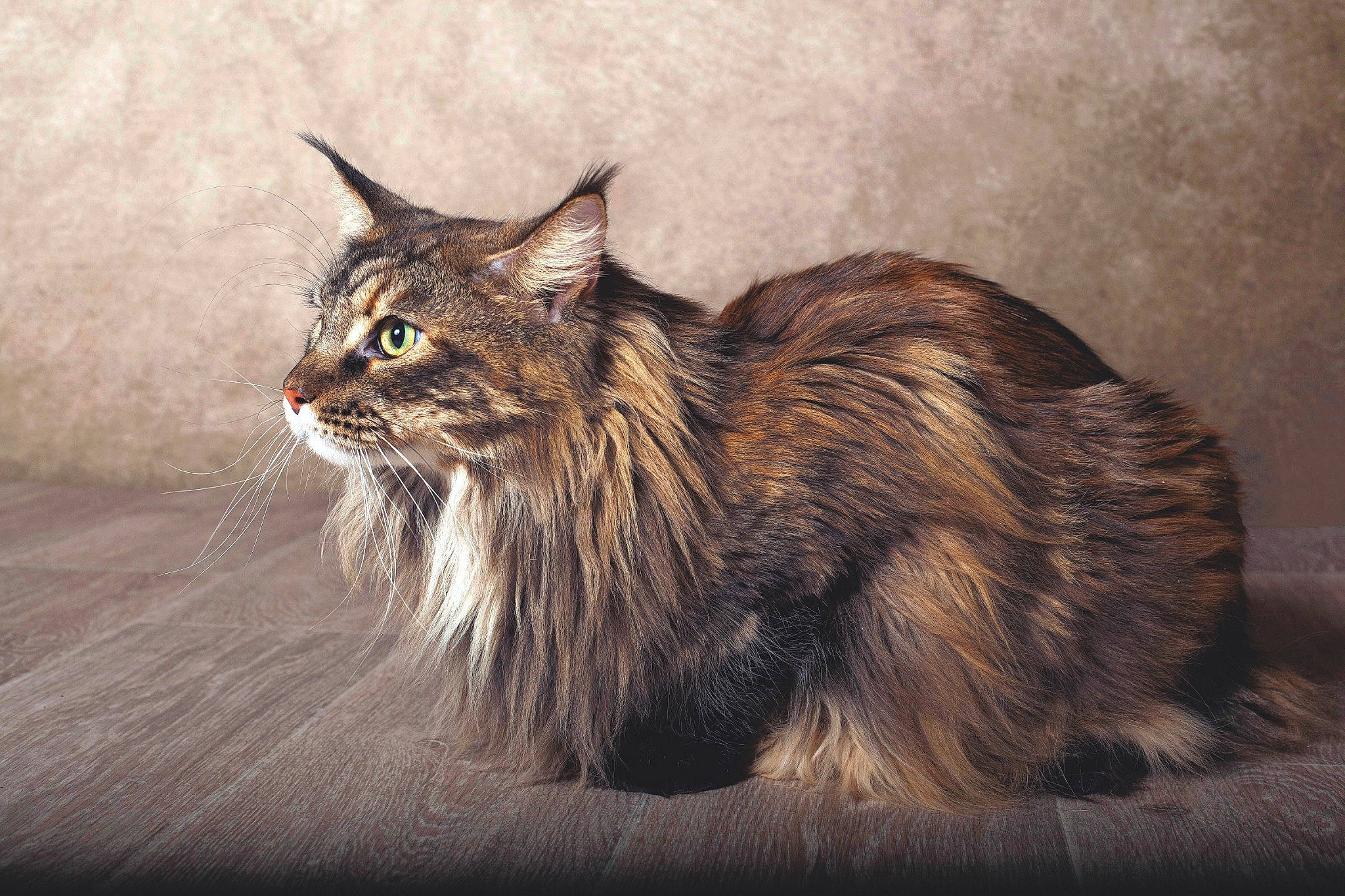 Shanna a rejoint le concours — aidez-le/la à gagner de superbes lots ! carnivore, cat, claw, domestic_short_haired_cat, felidae, fur, maine_coon, small_to_medium_sized_cats, snout, tail, terrestrial_animal, whiskers, wildlife, wood