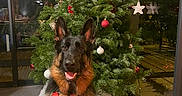 Utah a rejoint le concours — aidez-le/la à gagner de superbes lots ! dog, german_shepherd, christmas_tree, ornaments, indoor, holiday, festive, pet, animal, canine, smiling, fur, ears, decorations, floor, window, reflection, tree_skirt, night, cozy