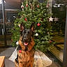 dog, german_shepherd, christmas_tree, ornaments, indoor, holiday, festive, pet, animal, canine, smiling, fur, ears, decorations, floor, window, reflection, tree_skirt, night, cozy