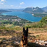 dog, german_shepherd, outdoor, nature, lake, mountains, grass, trees, sky, clouds, sunlight, landscape, scenic, animal, pet, forest, summer, canine, hill, water