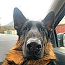 dog, german_shepherd, pet, close_up, car_interior, animal, fur, ears, nose, window, seat, collar, outdoor, vehicle, muzzle, portrait, canine, brown, black, looking