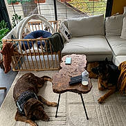 Jack participe au concours pour gagner de l'argent avec cette photo : dog, living_room, carpet, coffee_table, baby_playpen, couch, window, remote_control, baby_bottle, phone, plant, blanket, wooden_table, indoor, relaxing, pet, furniture, house, daylight, animal
