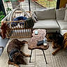 dog, living_room, carpet, coffee_table, baby_playpen, couch, window, remote_control, baby_bottle, phone, plant, blanket, wooden_table, indoor, relaxing, pet, furniture, house, daylight, animal