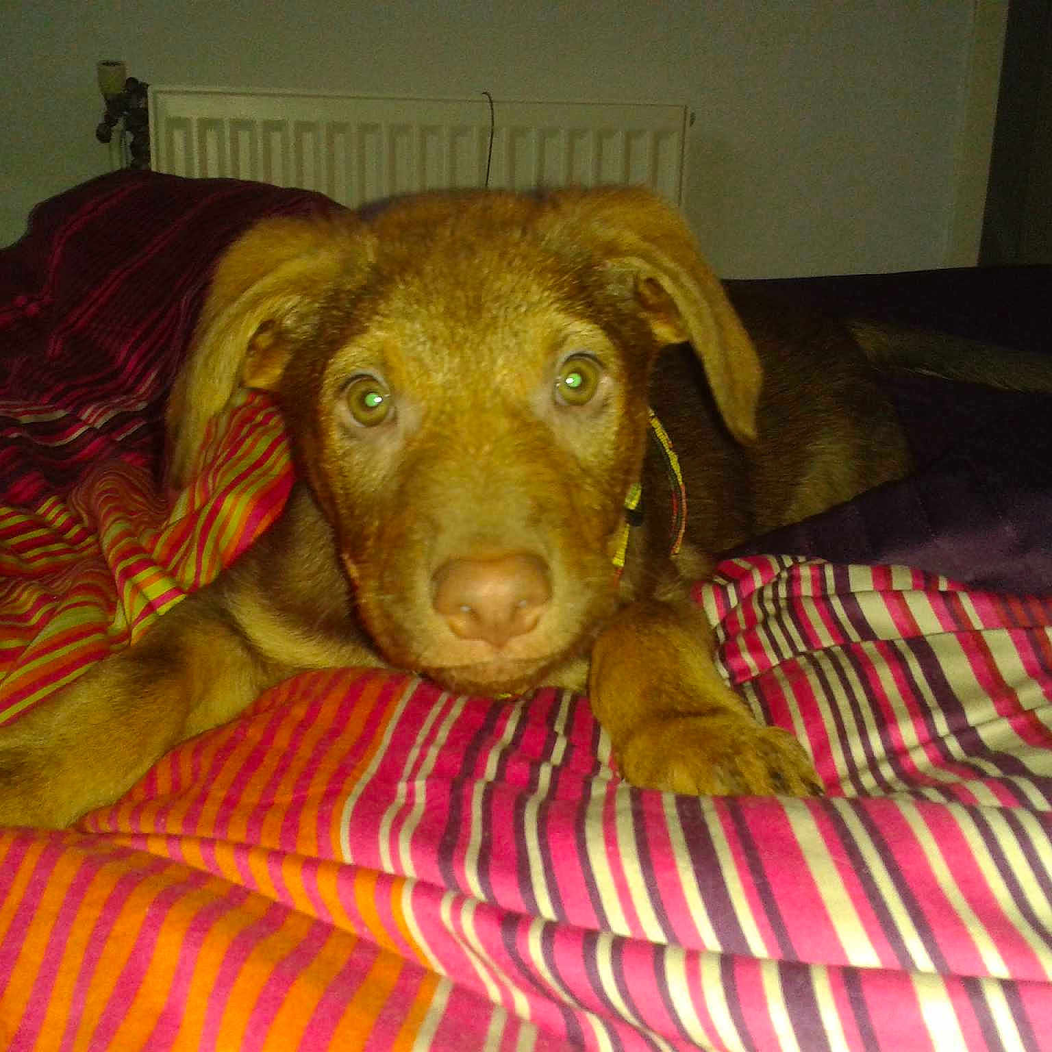 Jack