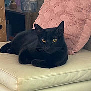 Jupiter is registered to the contest to win money with this photo: animal, black_cat, cat, couch, cozy, cute, domestic, ears, eyes, feline, furniture, home, indoor, leather, pet, pillow, pink_pillow, relaxed, resting, whiskers