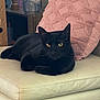 animal, black_cat, cat, couch, cozy, cute, domestic, ears, eyes, feline, furniture, home, indoor, leather, pet, pillow, pink_pillow, relaxed, resting, whiskers