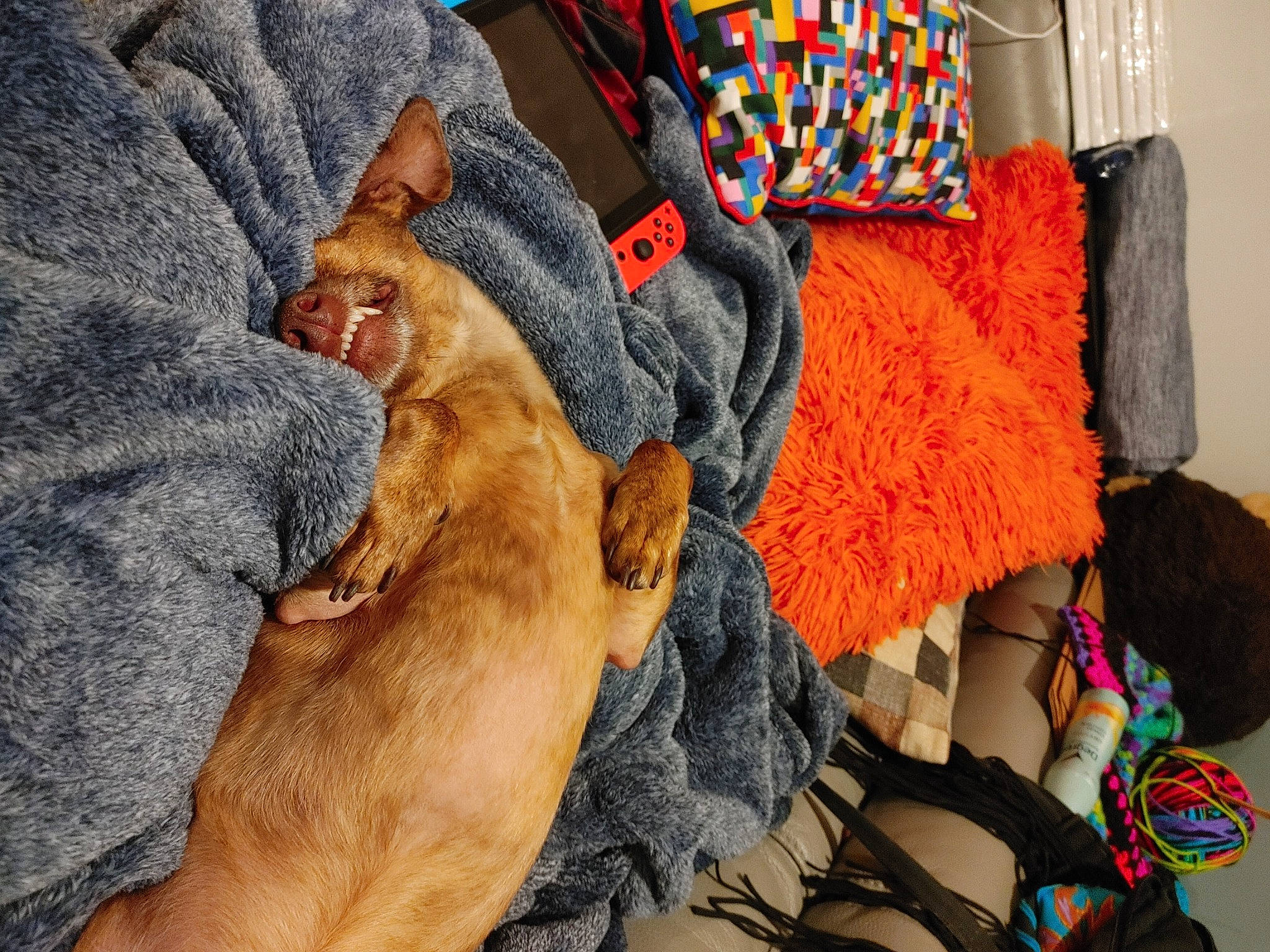 Poop is registered to the contest to win money with this photo: comfort, denim, electric_blue, fashion_accessory, fashion_design, fur, human_leg, linens, magenta, orange, outerwear, pattern, peach, room, textile, thread, wood, wool, woolen, woven_fabric