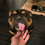 Munchie joined the competition — help win amazing prizes! dog, bulldog, tongue, hand, indoor, floor, furniture, rug, table, glass, scratching, pet, animal, cute, playful, closeup, brown, black, canine, person_hand