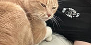 Stewy joined the competition — help win amazing prizes! cat, orange_tabby, pet, animal, person, black_shirt, tattoo, skull_graphic, lap, relaxing, indoor, whiskers, fur, resting, human_arm, casual, couch, comfort, closeup, companion