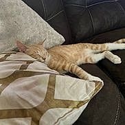 Stewy is registered to the contest to win money with this photo: cat, orange_tabby, sleeping, couch, leather, pillow, decorative_pillow, fluffy_pillow, indoor, pet, relaxation, cozy, resting, feline, home, animal, cute, comfort, nap, fur
