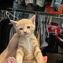 Stewy is registered to the contest to win money with this photo: kitten, cat, orange_cat, white_cat, pet, animal, feline, paw, pink_paw, human_hand, closet, clothes, hanger, orange_box, indoor, curious, cute, young, fur, portrait