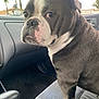 bulldog, dog, pet, car, car_interior, seat, animal, side_view, portrait, looking_away, paw, fur, whiskers, window, dashboard, daylight, expression, canine, domestic_animal, companion