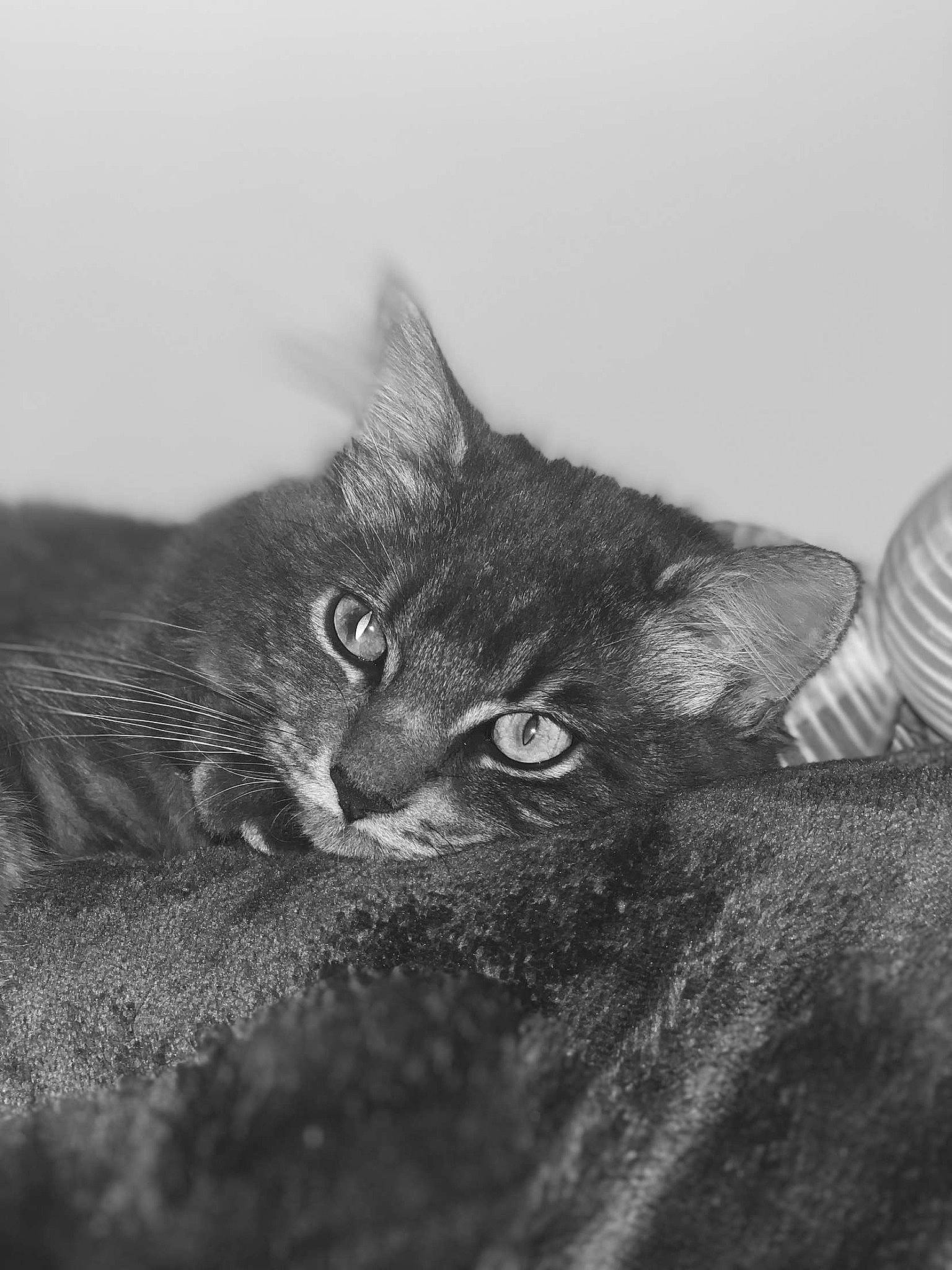 Brume participe au concours pour gagner de l'argent avec cette photo : art, black_cat, carnivore, cat, domestic_short_haired_cat, ear, eye, felidae, fur, grey, iris, monochrome, monochrome_photography, paw, small_to_medium_sized_cats, snout, terrestrial_animal, vertebrate, whiskers, wildlife